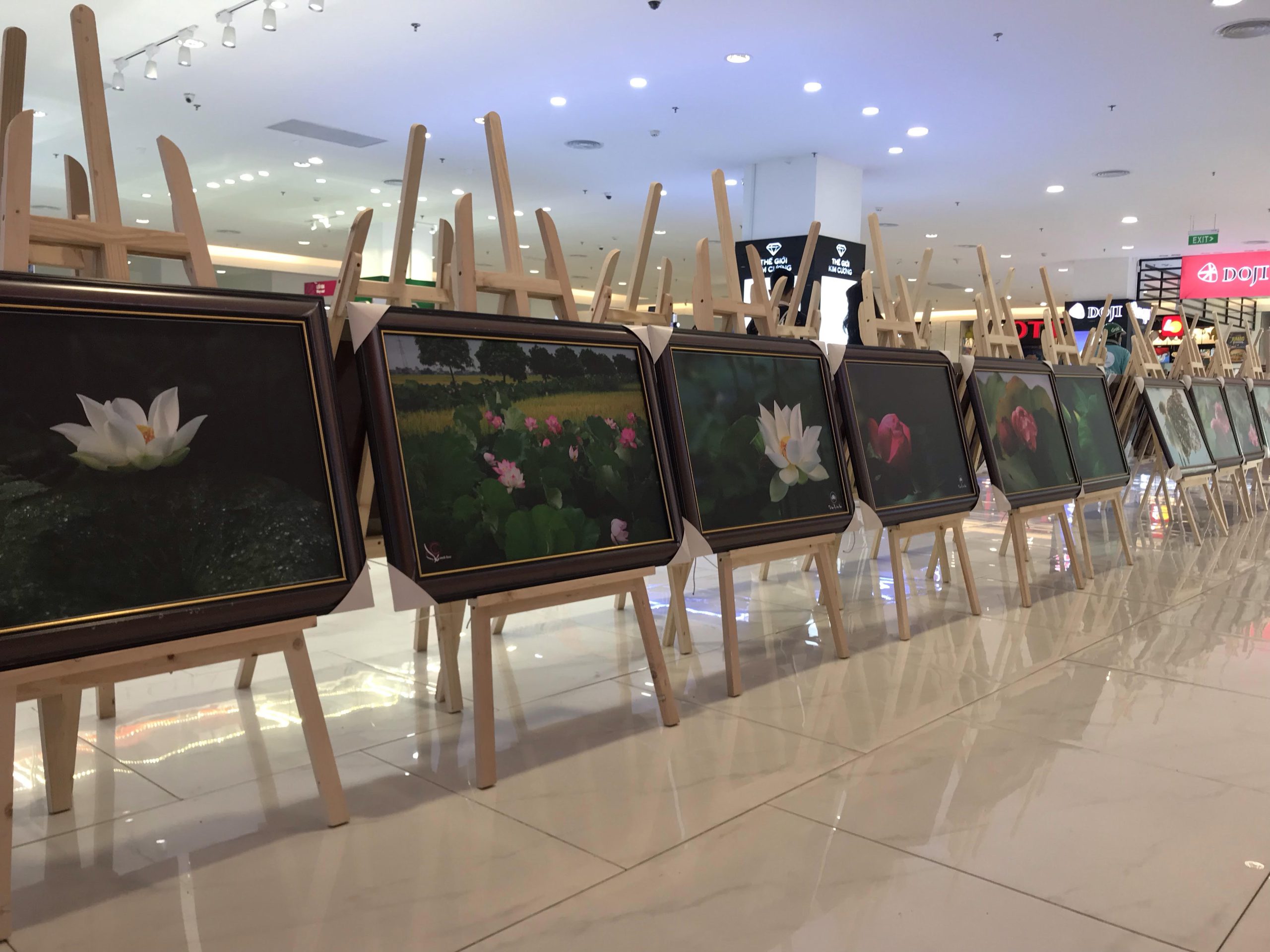 Triển lãm tranh sen nghệ thuật lần đầu.